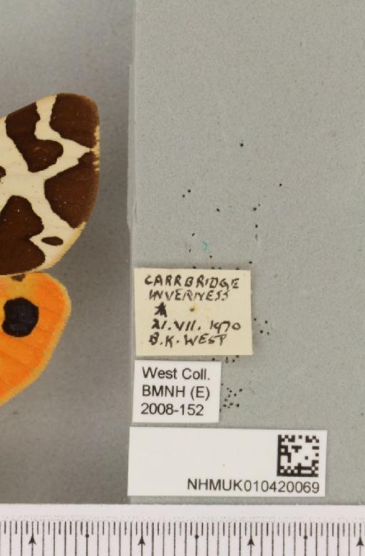 Arctia caja (Linnaeus, 1758) - NHMUK_010420069_label_533058