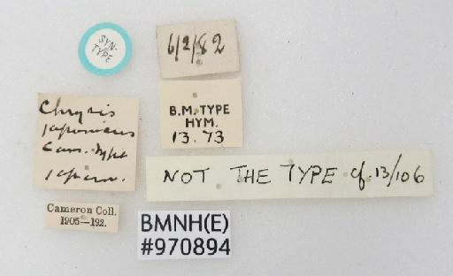 Chrysis japonica Cameron, P., 1887 - Chrysis_japonica-BMNH(E)#970894_type-labels