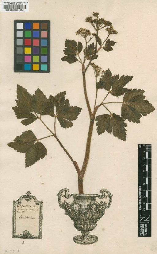 Ligusticum scothicum L. - BM000558302