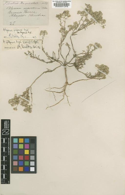 Alyssum argenteum All - BM000595341