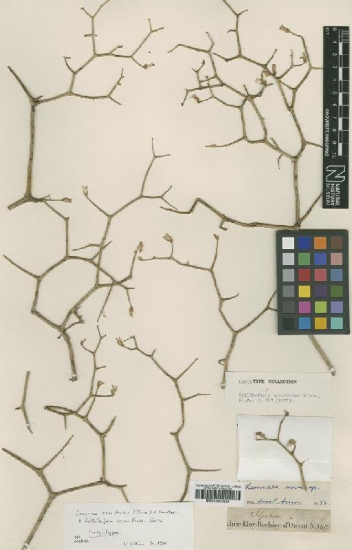 Launaea acanthodes (Boiss.) Kuntze - BM000996255