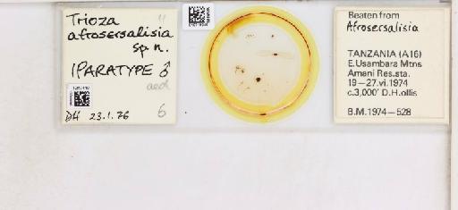 Trioza afrosersalisia Hollis, 1984 - 010718040_117220_1146836_157710