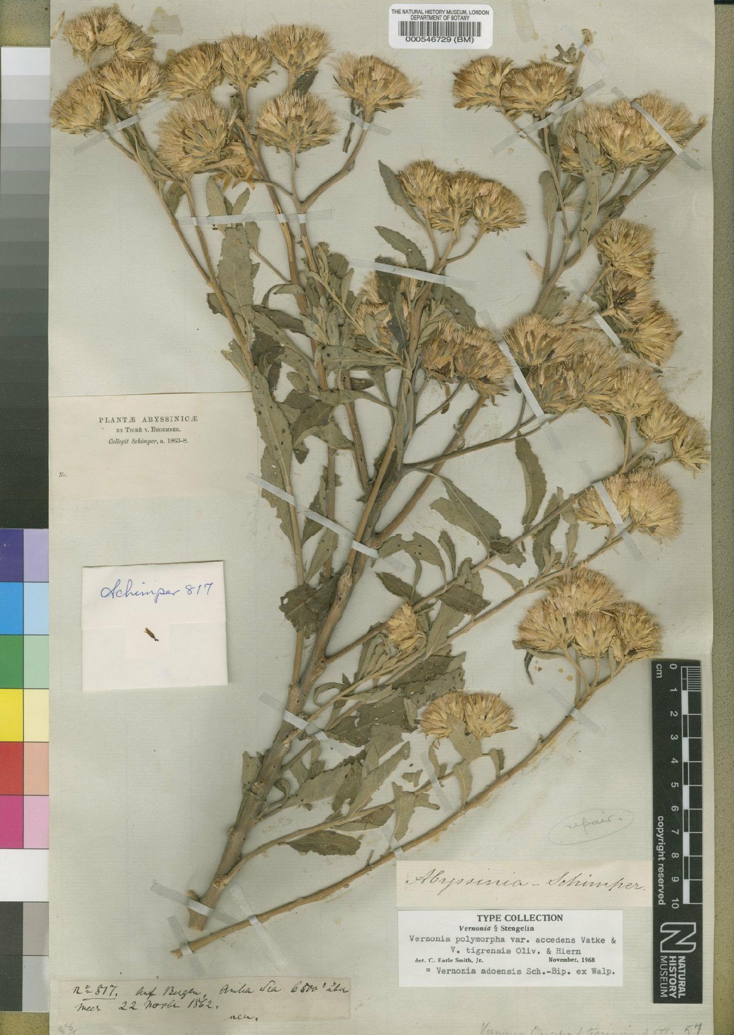 To NHMUK collection (Vernonia adoensis Sch.Bip. ex Walp.; Isotype; NHMUK:ecatalogue:4528509)