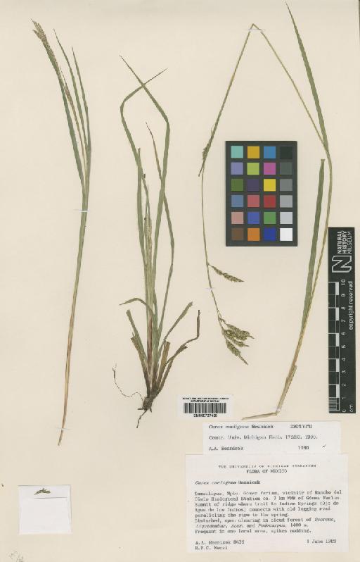 Carex caeligena Reznicek - BM000797429