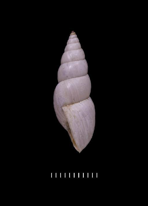 Bulimus albicolor Morelet, 1863 - 1893.2.4.169-170, SYNTYPES, Bulimus albicolor Morelet, 1863