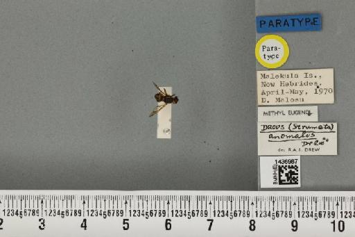 Bactrocera (Bactrocera) anomala (Drew, 1971) - BMNHE_1436987_31250