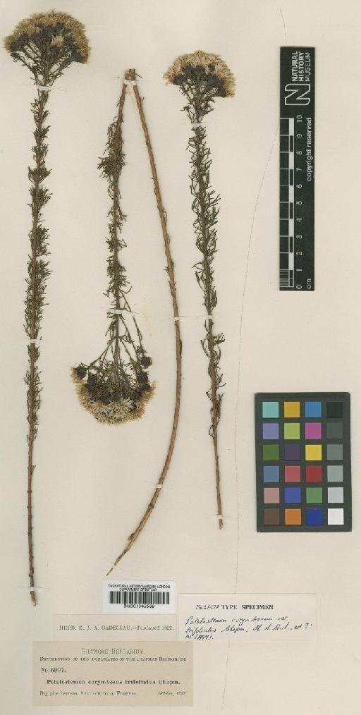 Dalea pinnata var. trifoliata (Chapm.) Barneby - BM001042559