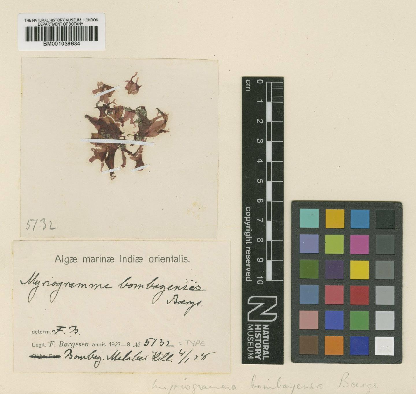 To NHMUK collection (Myriogramme bombayensis Børgesen; Type; NHMUK:ecatalogue:725473)