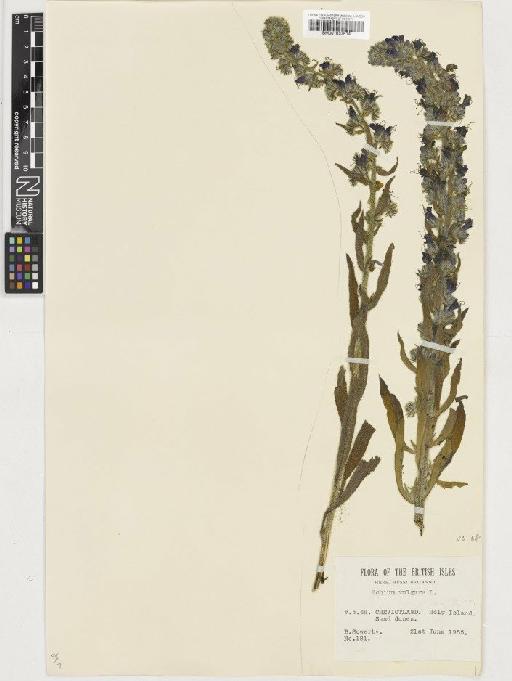 Echium vulgare L. - BM001037514