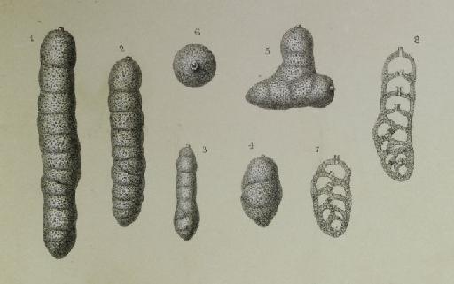 Clavulina communis Orbigny, 1846 - ZF1278_48_3-4_Martinottiella_communis.jpg