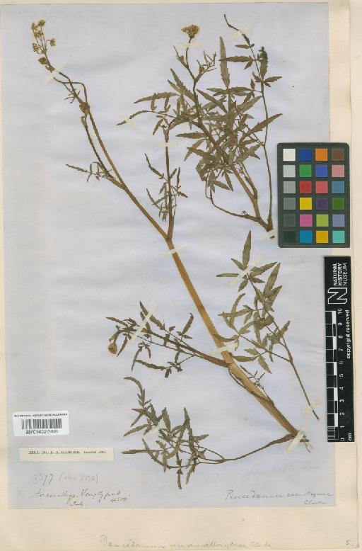 Peucadenum anamallayense C.B.Clarke - BM014620996