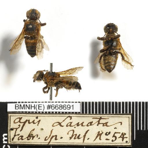 Apis lanata Fabricius, 1775 - Apis_lanata-BMNH(E)#668691-habiti