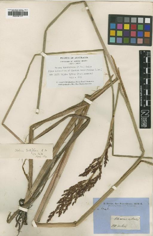 Machaerina teretifolia (R.Br.) T.Koyama - BM000991077