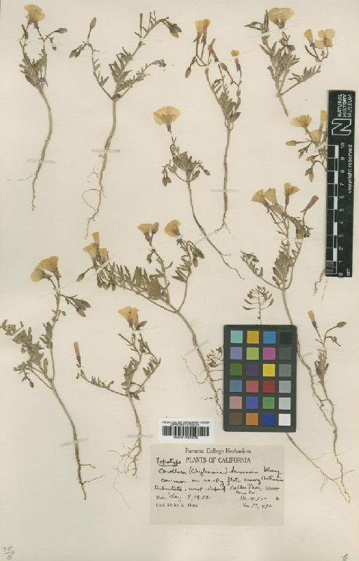 Oenothera kernensis Munz - BM001024375