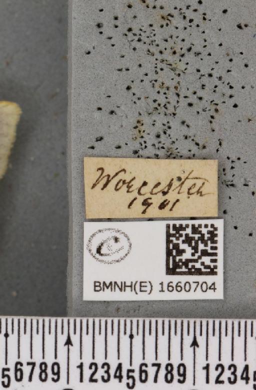 Cybosia mesomella (Linnaeus, 1758) - BMNHE_1660704_label_258214