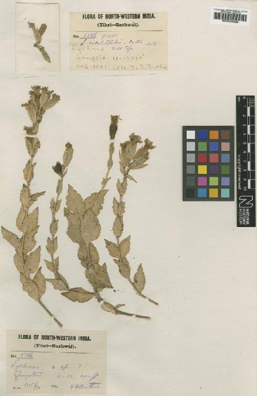 Lychnis undulatifolia Duthie - BM000946330