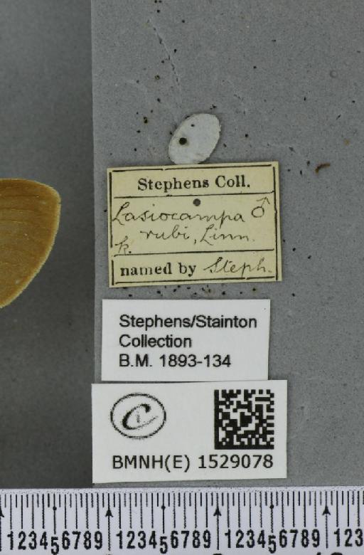 Macrothylacia rubi (Linnaeus, 1758) - BMNHE_1529078_label_196536