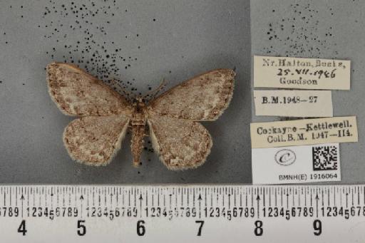 Ectropis crepuscularia ab. defessaria Freyer, 1852 - BMNHE_1916064_482800