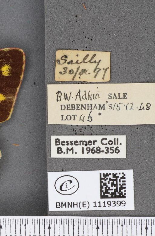 Colias croceus ab. dawsoni Krüger, 1900 - BMNHE_1119399_label_75989