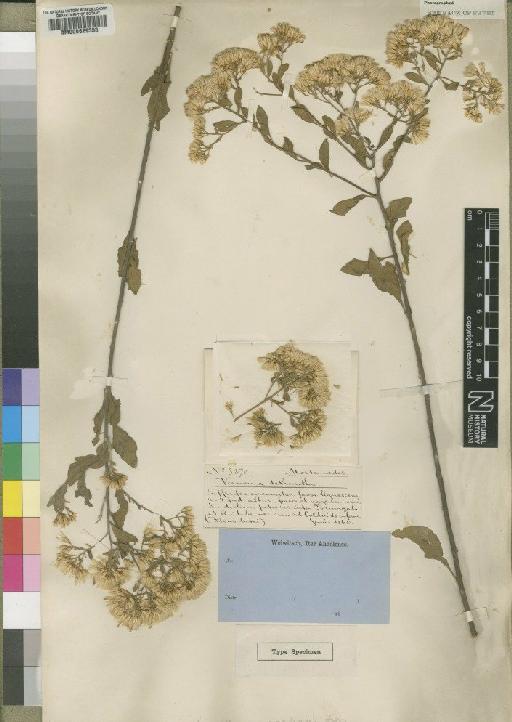 Vernonia angolensis Hiern - BM000629333