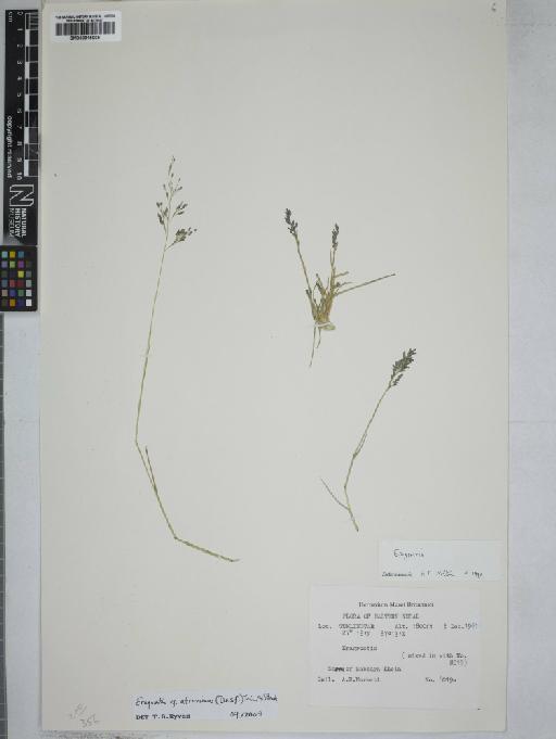 Eragrostis atrovirens (Desf.) Trin. ex Steud. - 000915005