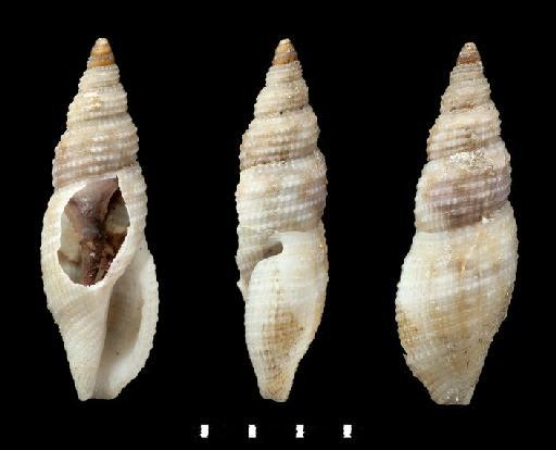 Pleurotoma pluricarinata Reeve, 1845 - 20130613