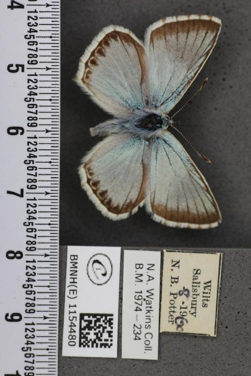 Lysandra coridon ab. cuneata Tutt, 1910 - BMNHE_1154480_105817