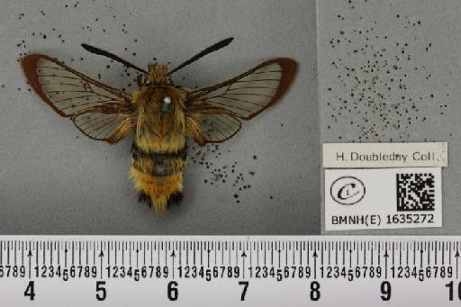 Hemaris tityus (Linnaeus, 1758) - BMNHE_1635272_205275