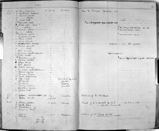 Caprella septentrionalis parvorder Caprellidira Krøyer, 1838 - Zoology Accessions Register: Crustacea: 1876 - 1905: page 41