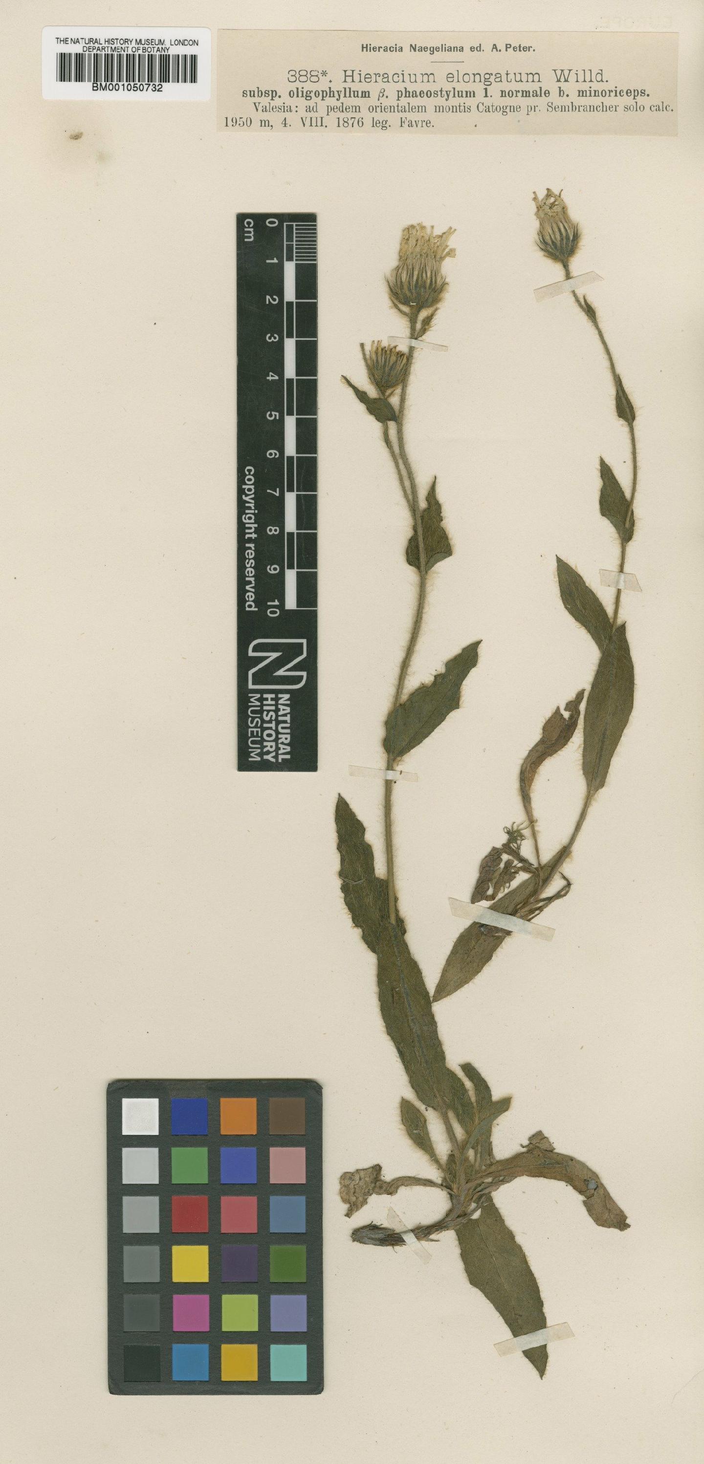 To NHMUK collection (Hieracium valdepilosum subsp. oligophyllum (Nägeli & Peter) Zahn; TYPE; NHMUK:ecatalogue:2398455)