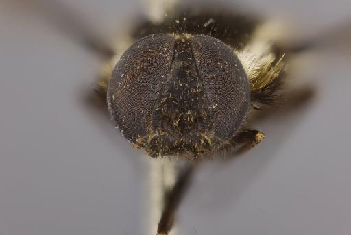 Hemipenthes hamifera (Loew, 1854) - NHMUK013444821_Hemipenthes_hamifera_head_frontal.jpg