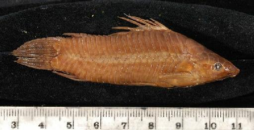 Callichthys pectoralis Boulenger, 1895 - 1895.5.17.57-61a; Callichthys pectoralis; lateral view; ACSI Project image