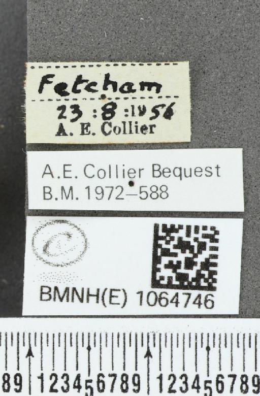 Coenonympha pamphilus ab. biocellata Strand, 1904 - BMNHE_1064746_label_25936