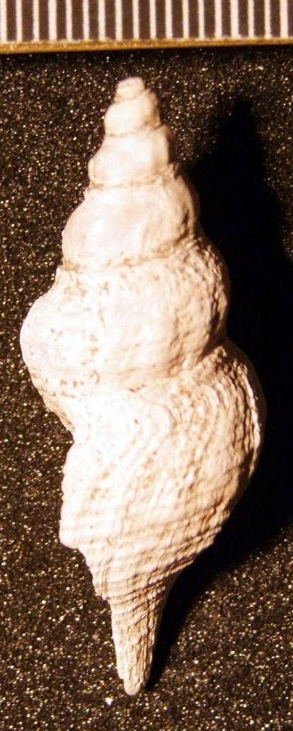 Turricula (Orthosurcula) crassa (Edwards, 1857) - TG 1117. Turricula (Orthosurcula) crassa (specimen 3)