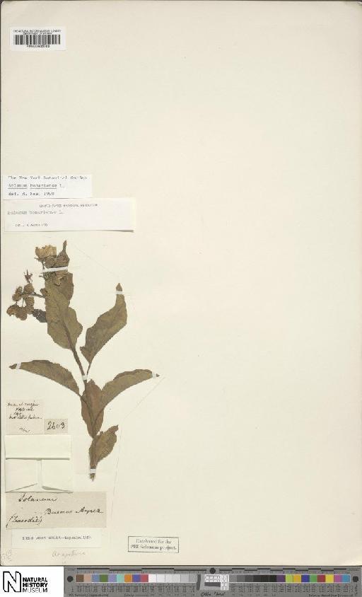 Solanum bonariense L. - BM000935785