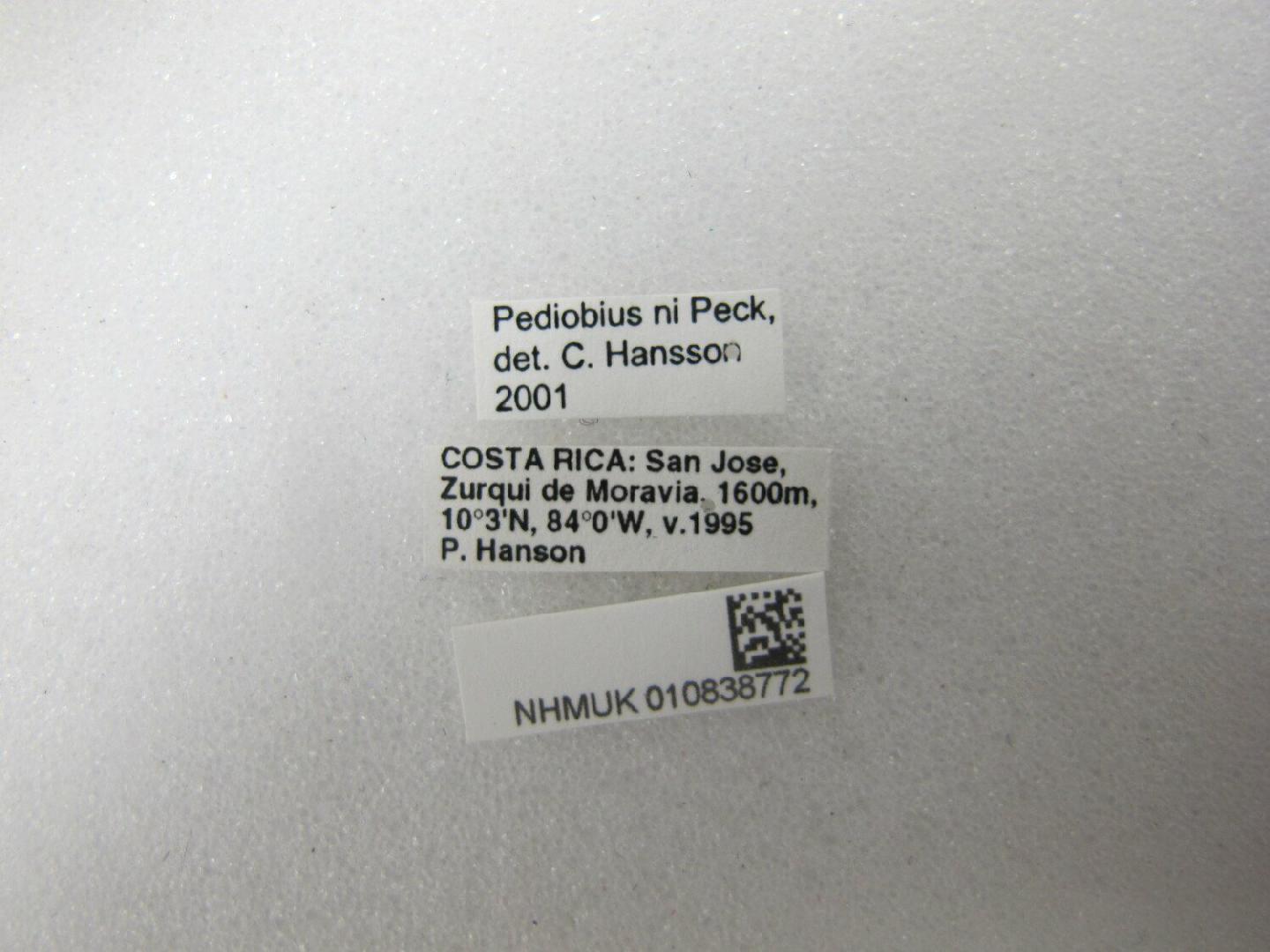 Pediobius ni