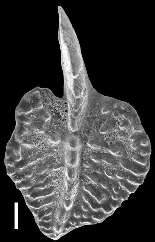 Ancyrodella recta Kralick, 1994 - Ancyrodella_cgmh_0442