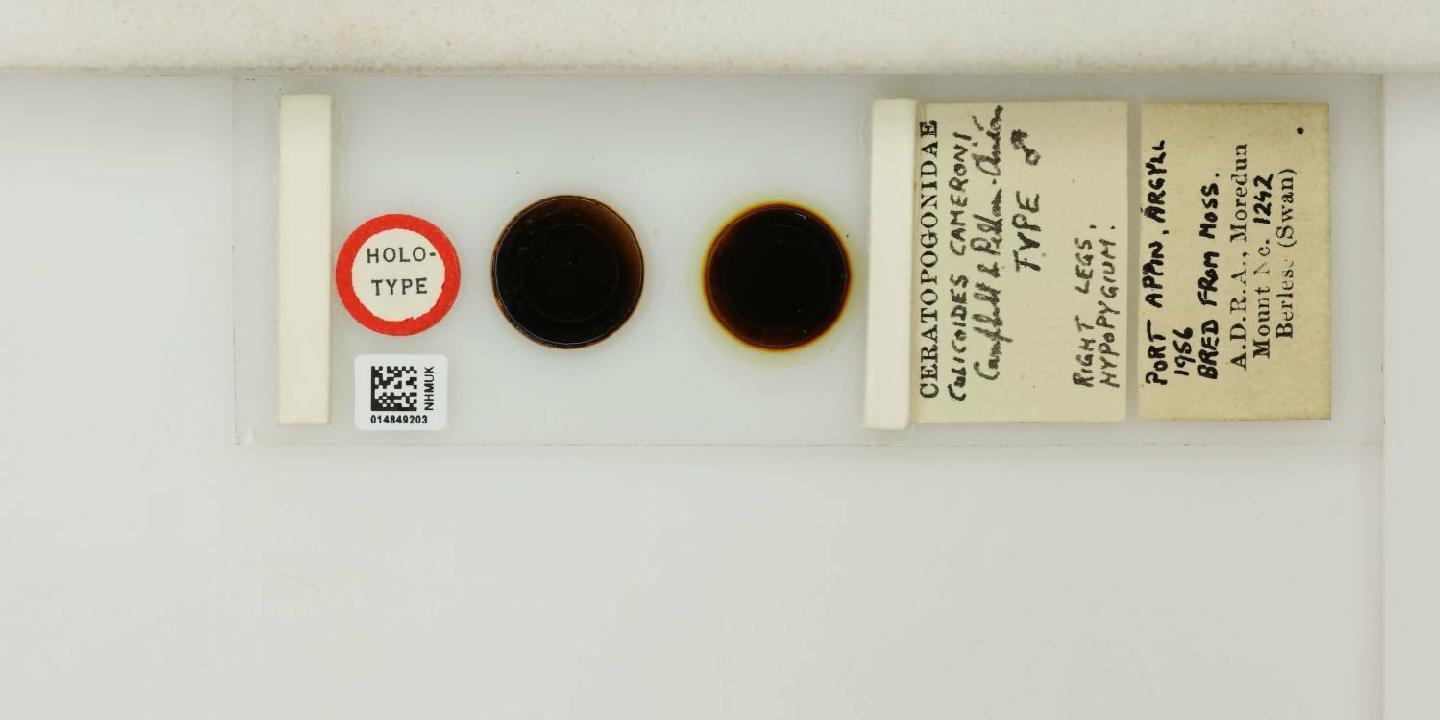 Culicoides cameroni