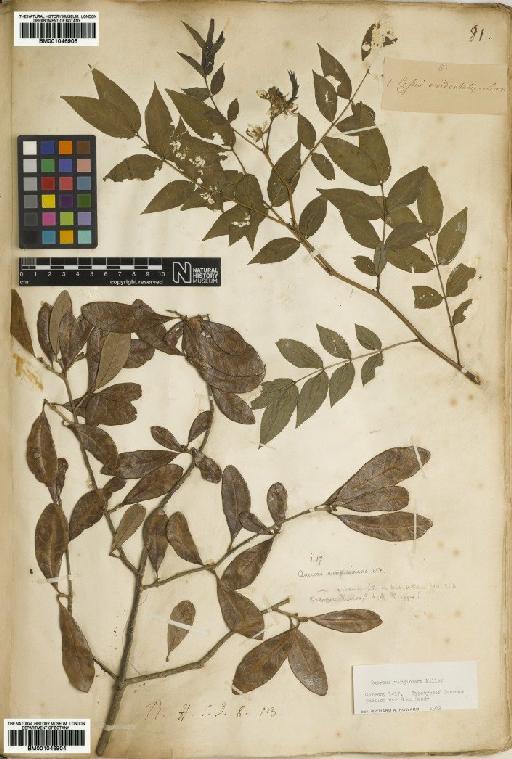 Senna occidentalis (L.) Link - BM001046905