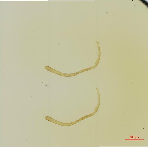 Hexacladia hilaris Burks, 1972 - 010178951__2017_01_31-1-Scene-2-ScanRegion1