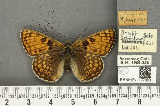 Melitaea cinxia ab. gracilens Pionneau, 1932 - BMNHE_1177080_49076