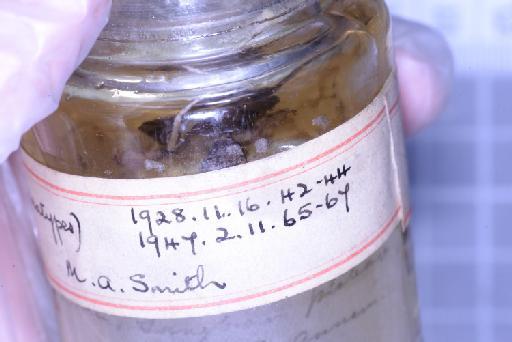 Nanohyla annamensis - 1947.2.11.65-pic7