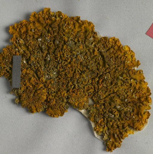 Xanthoria calcicola Oxner - BM000761942_a