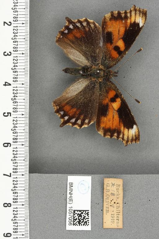 Aglais urticae ab. conjuncta Neuberg, 1905 - BMNHE_1057056_46727