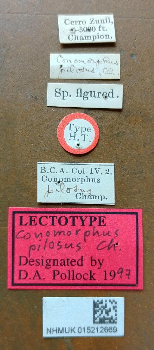 Conomorphus pilosus (Champion, 1889) - Conomorphus pilosus lectotype labels