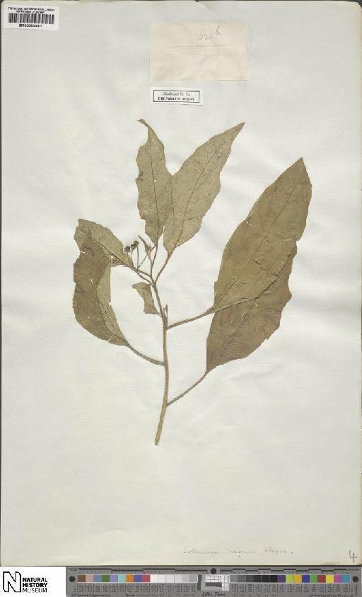 Solanum vagum Wall. ex B.Heyne - BM000900081