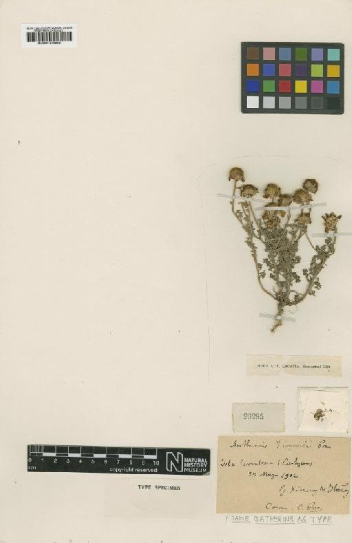 Anthemis ximenezii Pau - BM001025859