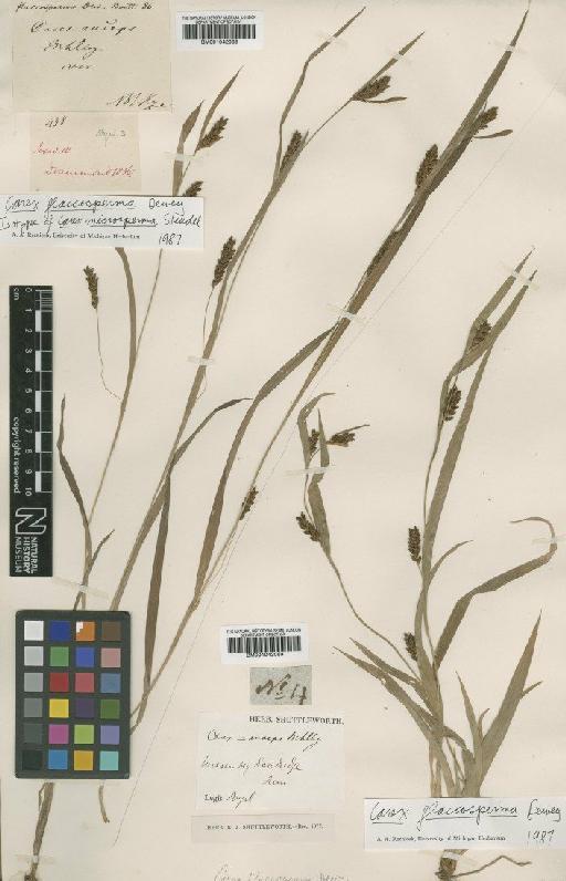 Carex glaucosperma Dewey - BM001042089