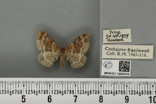 Xanthorhoe spadicearia ab. planicolor Lempke, 1950 - BMNHE_1608088_322763