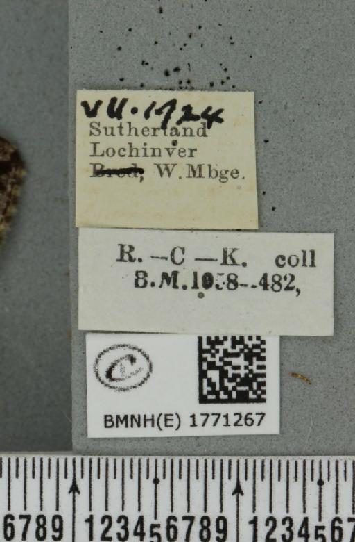 Dysstroma truncata truncata (Hufnagel, 1767) - BMNHE_1771267_label_351306